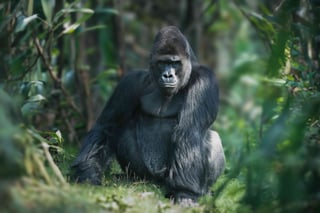 Rwanda Rwanda