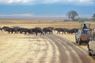 Safari In Africa Tourists In Jeeps Watching Buffalos Crossing Road In Savannah Of Kruger Safari In Africa Tourists In Jeeps Watching Buffalos Crossing Road In Savannah Of Kruger