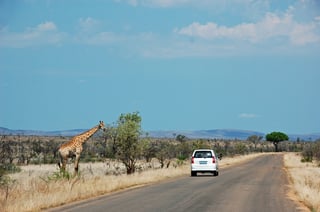Safari con una giraffa in piedi sul lato sinistro della strada nel Parco Nazionale Kruger Safari con una giraffa in piedi sul lato sinistro della strada nel Parco Nazionale Kruger