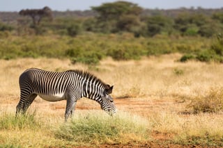 Samburu National Park