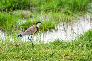 Spur-winged lapwing on a lake in Tsavo National Park, Kenya Spur-winged lapwing on a lake in Tsavo National Park, Kenya