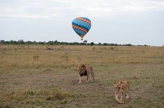 Il re leone nella savana africana Il re leone nella savana africana