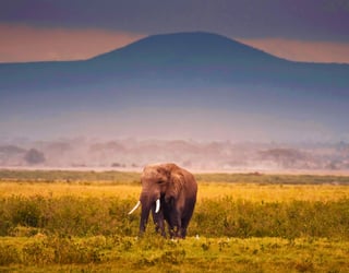 Amboseli National Park