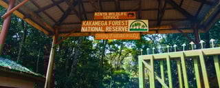 Kakamega Forest