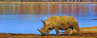 Lake Nakuru National Park