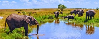 Masai Mara National Reserve