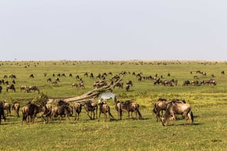 Top Things for Gabonese Visitors to See in Kenya Top Things for Gabonese Visitors to See in Kenya