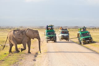Turisti in jeep safari osservano e fotografano grandi elefanti selvatici che attraversano strade sterrate Turisti in jeep safari osservano e fotografano grandi elefanti selvatici che attraversano strade sterrate