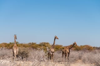 Tree Angolan Giraffes Angolensis Standing Near A Waterhole In Etosha National Park Tree Angolan Giraffes Angolensis Standing Near A Waterhole In Etosha National Park
