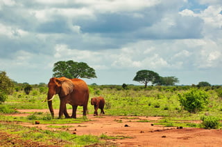 Tsavo National Parks (East and West)