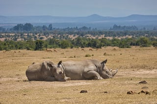 Two southern white rhinos, Ceratotherium, Kenya