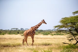 Which species of animals can be found in Kenya?