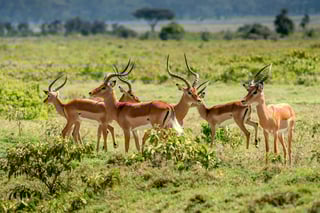 Wildlife Experience in Kenya Wildlife Experience in Kenya
