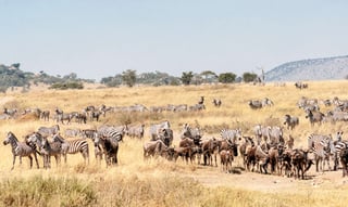 Witnessing the Great Migration in Kenya Witnessing the Great Migration in Kenya