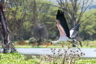 Yellow-billed stork flying over a lake Naivasha, Kenya Yellow-billed stork flying over a lake Naivasha, Kenya
