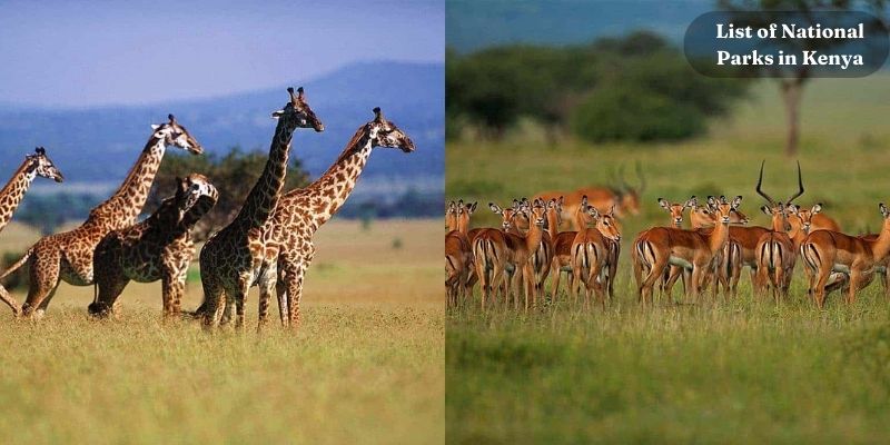 Elenco dei parchi nazionali del Kenya