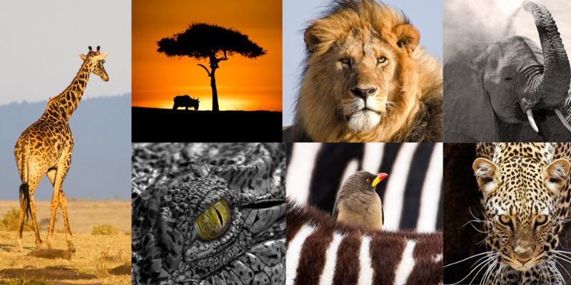 Roaming the Wild A Spectacular Safari Itinerary