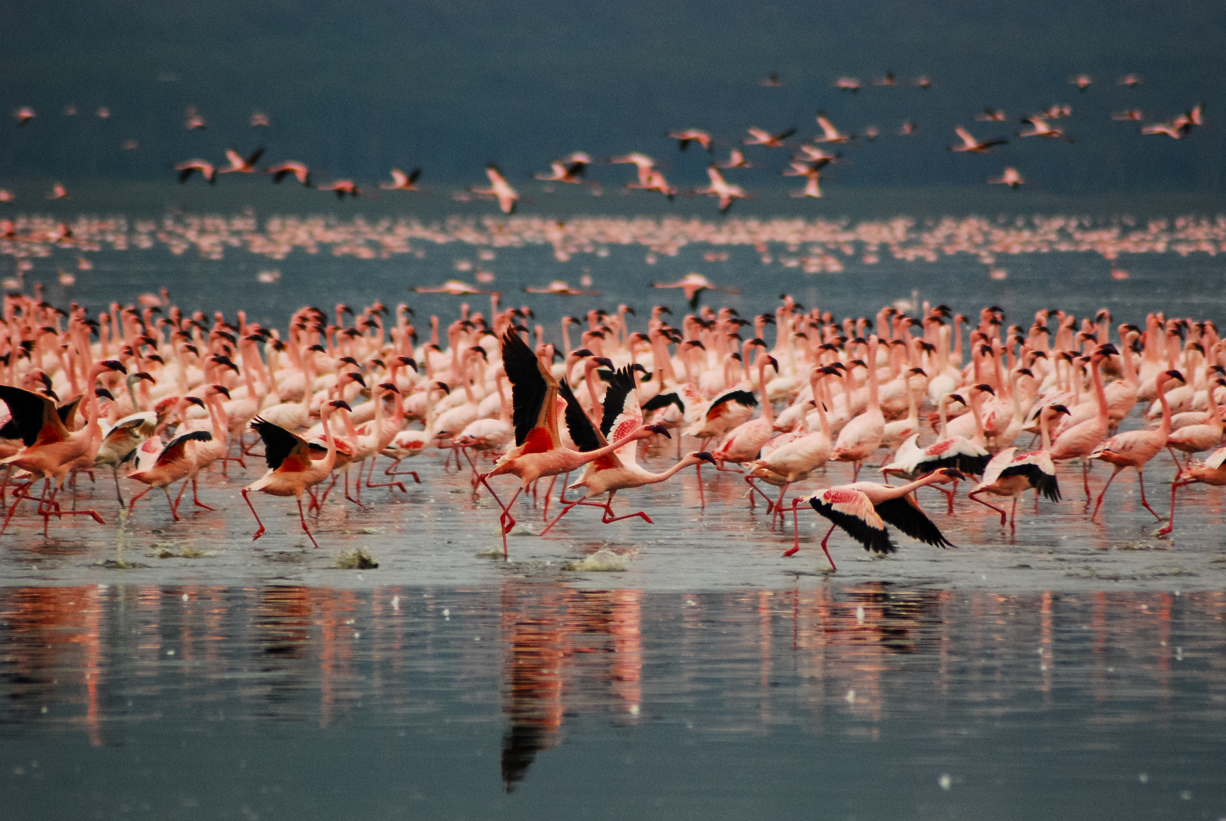 Parco nazionale del lago Nakuru: un paradiso per i fenicotteri