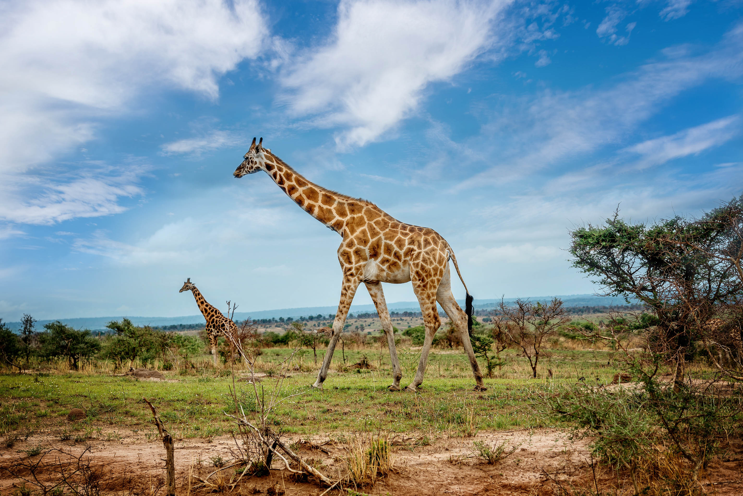 A Majestic Encounter in Amboseli