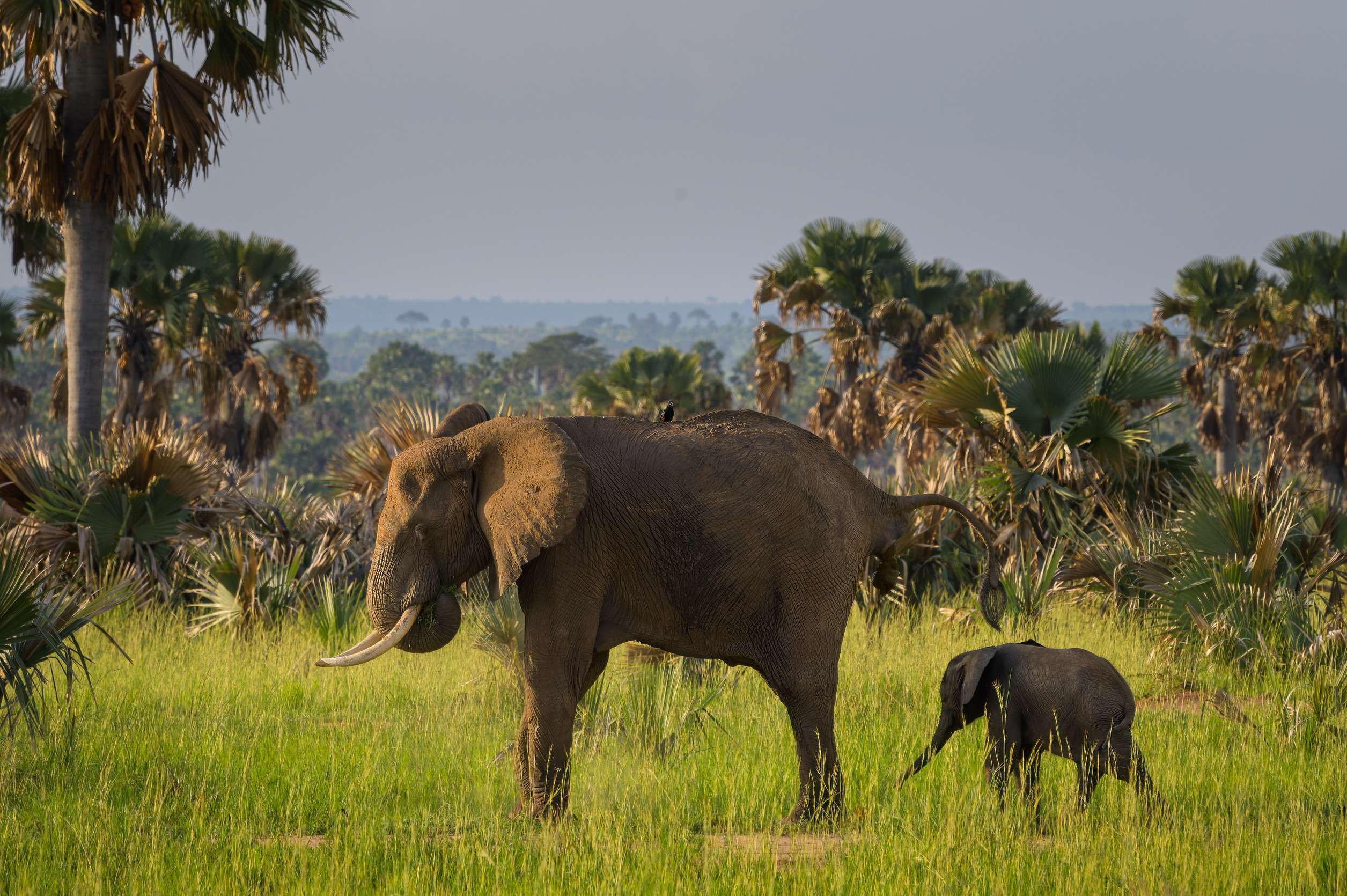 Afrikanischer Buschelefant im Murchinson Falls Nationalpark in Uganda