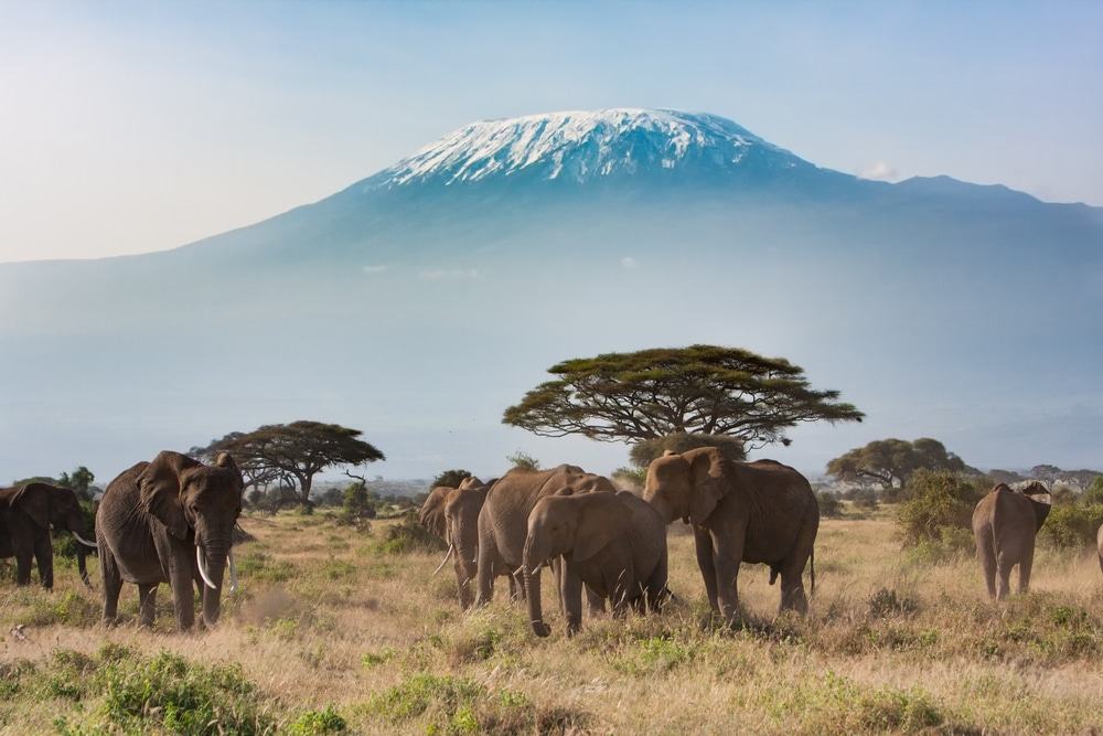 All Things Kenya