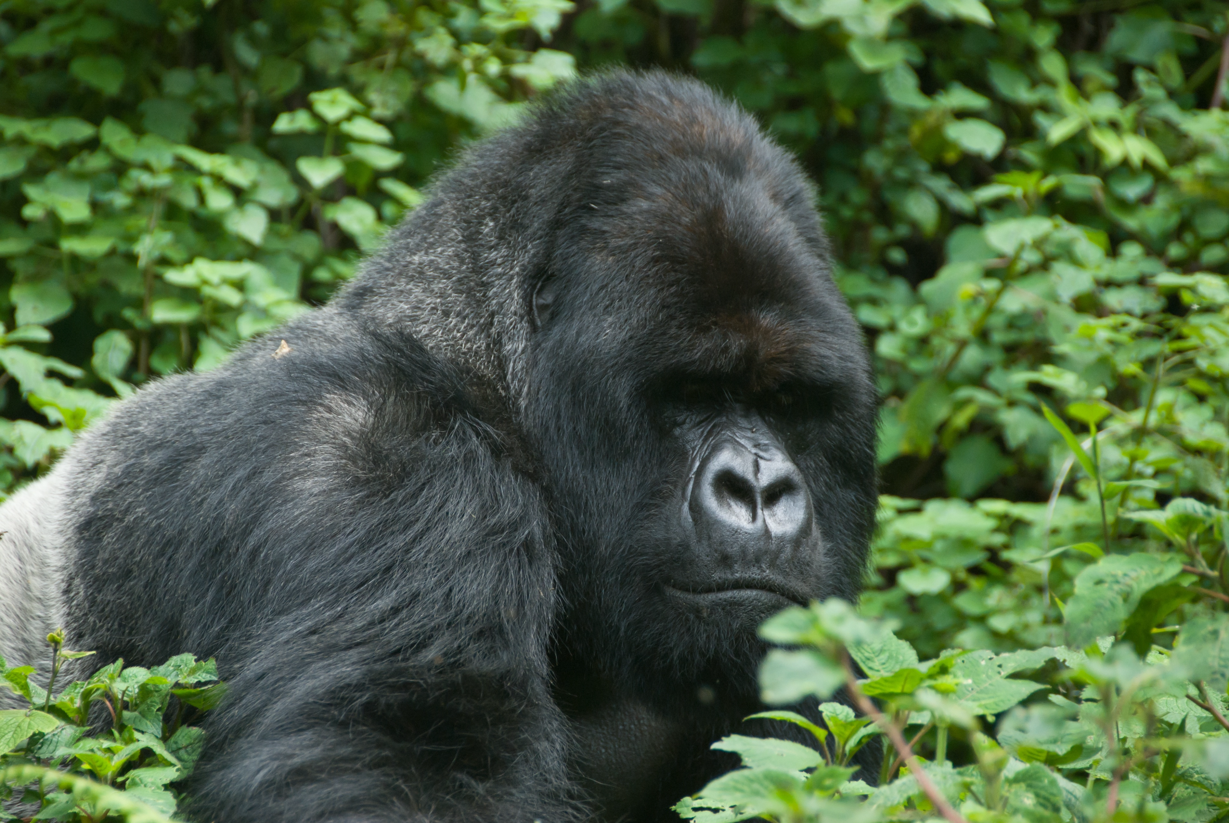Parco nazionale impenetrabile di Bwindi: un santuario per i gorilla