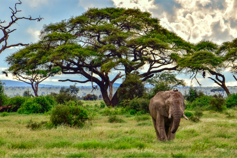 Elephants in the Amboseli National Park in Kenya