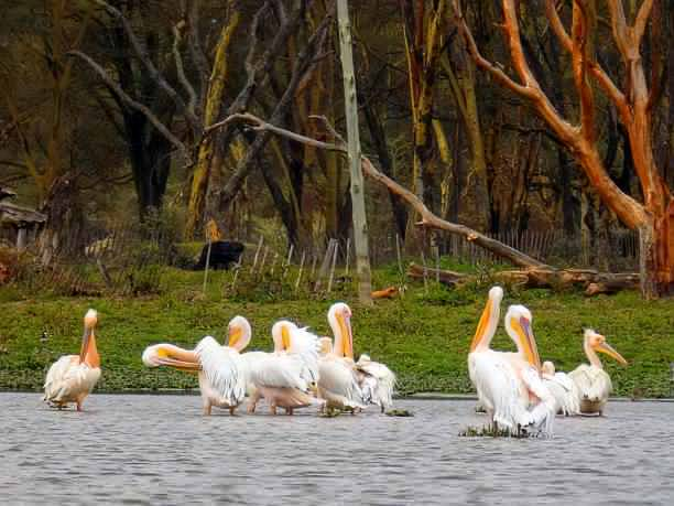 Enjoy Birdwatching at Lake Naivasha