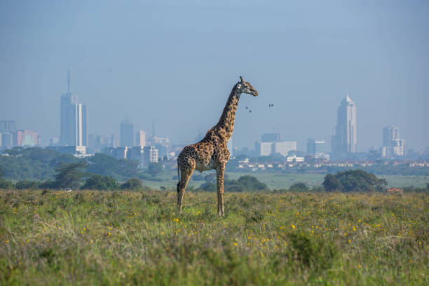 Explore Nairobi National Park