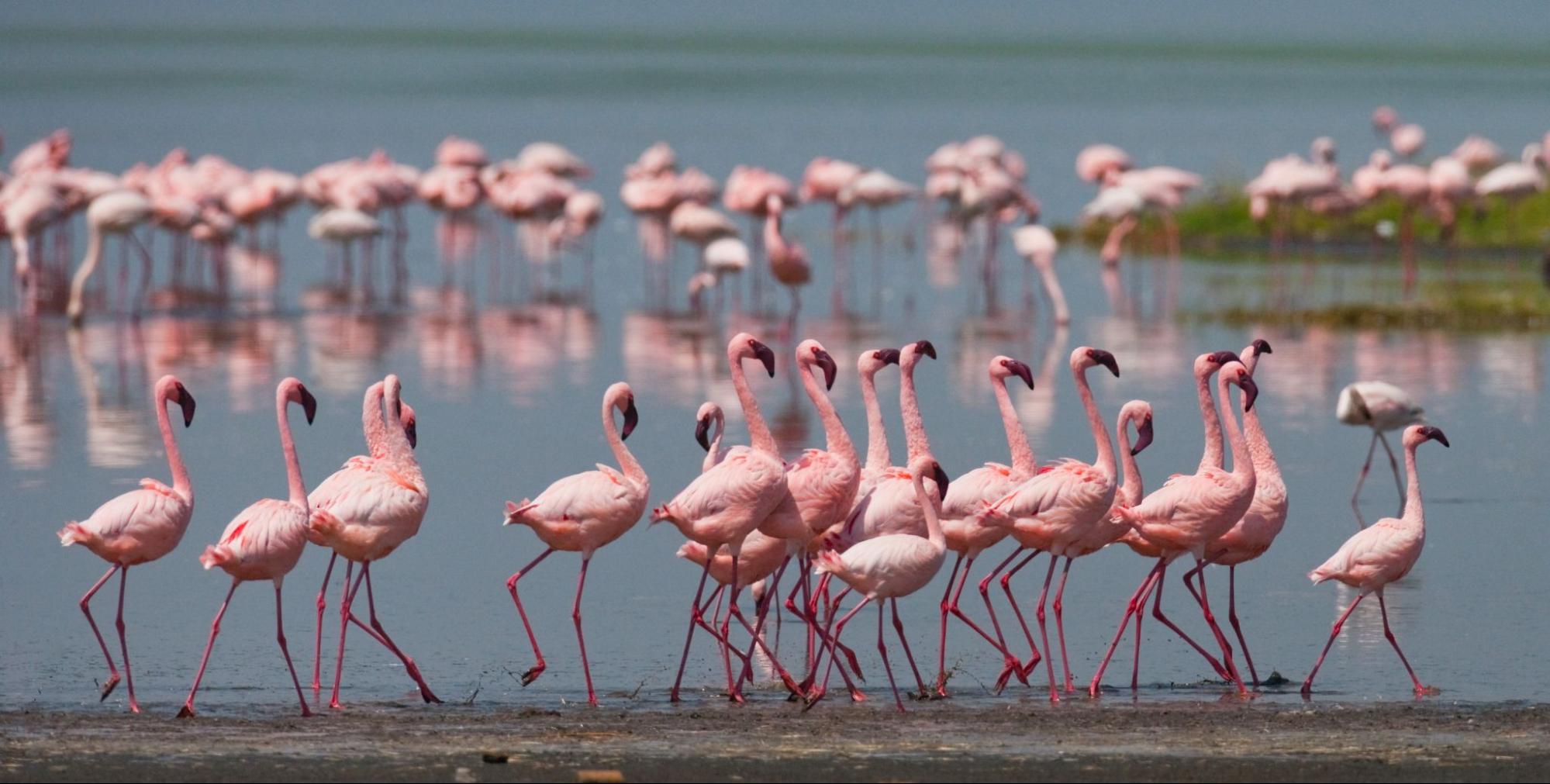 Flamingos on the lake. Kenyaa