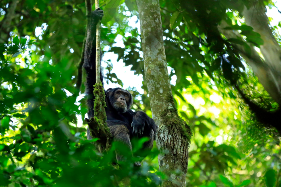 Kibale National Park