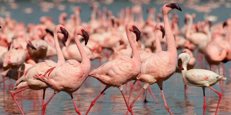 Lake Baringo