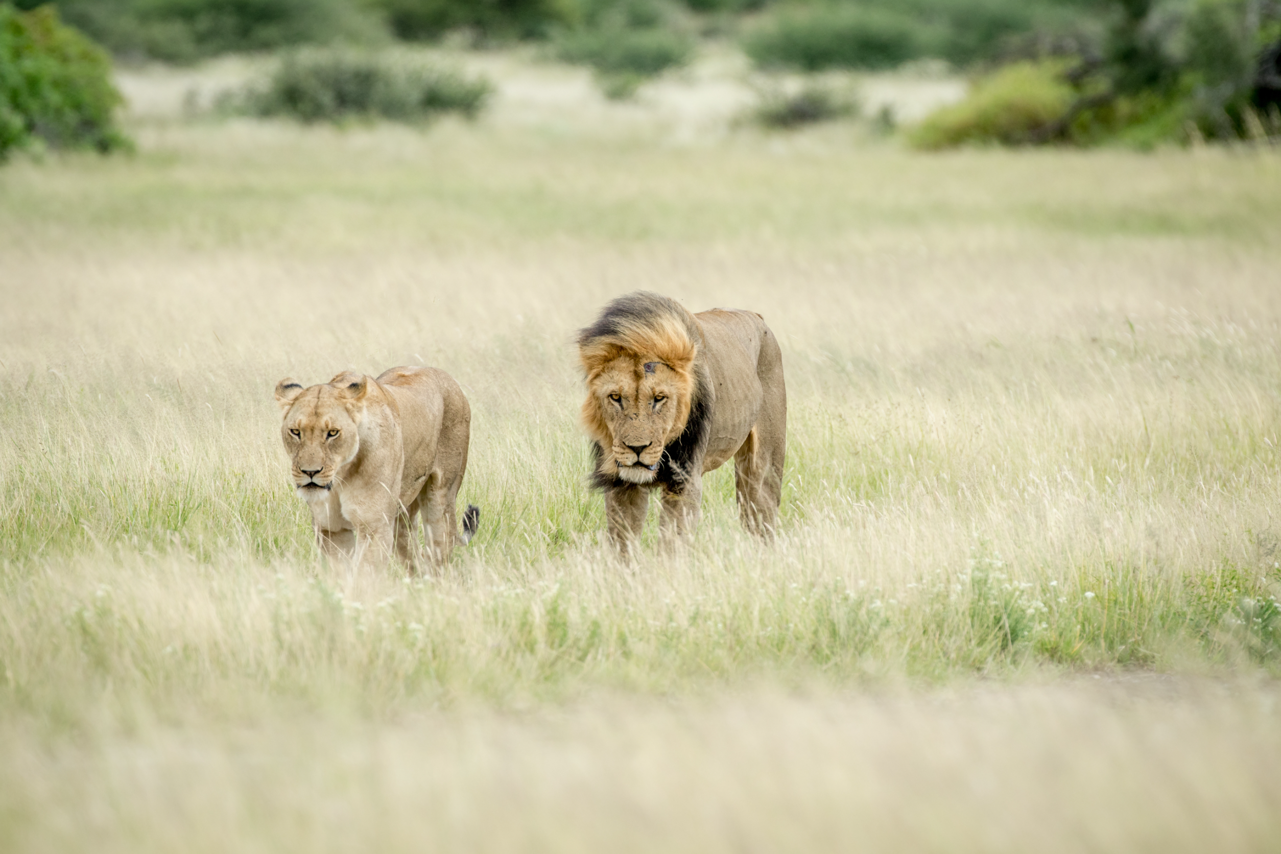 Maasai Mara National Reserve