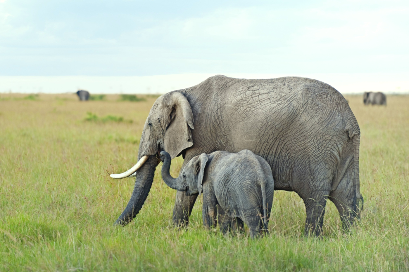 Masai mara National Reserve, Kenya