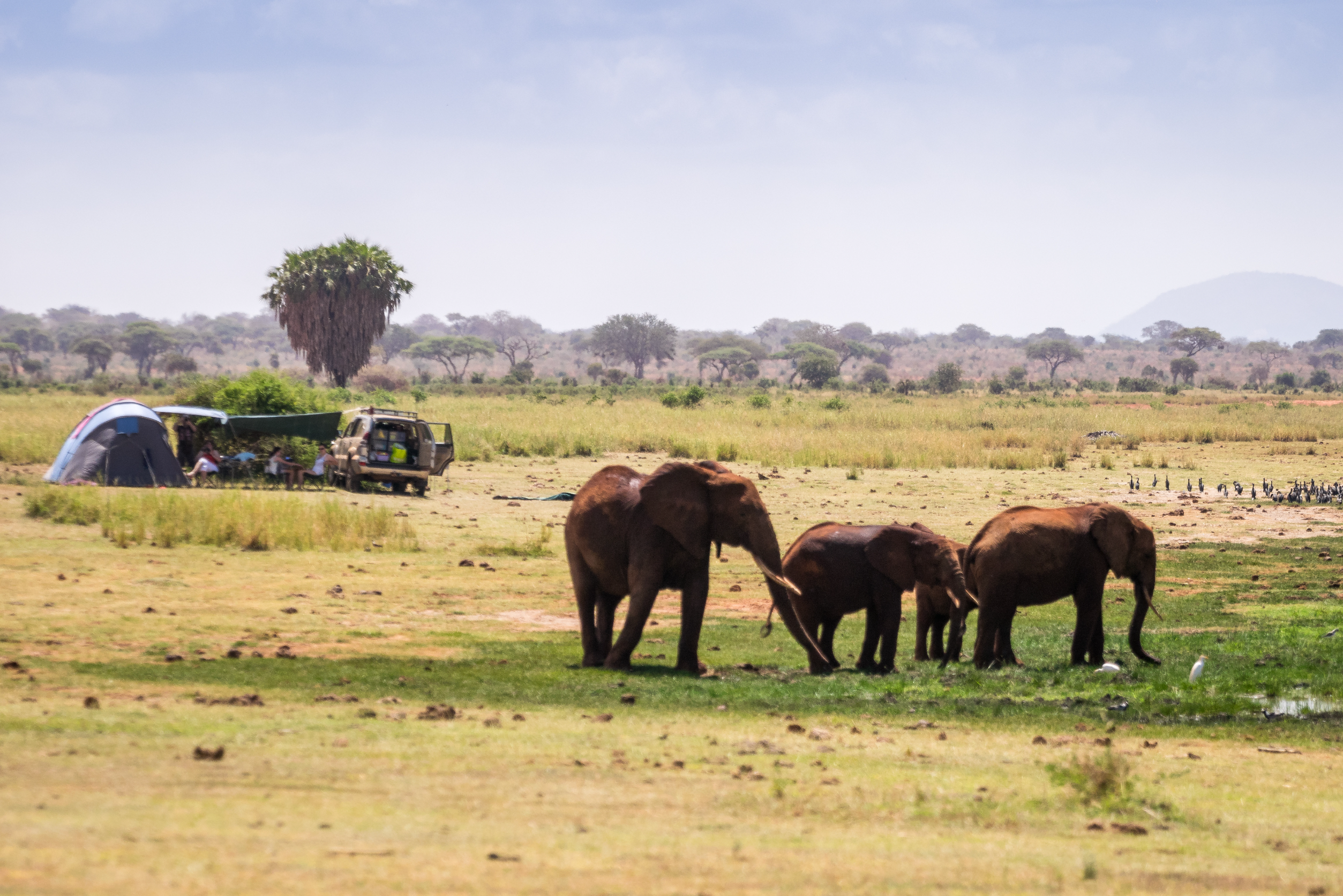 Parco nazionale Queen Elizabeth: un'avventura safari