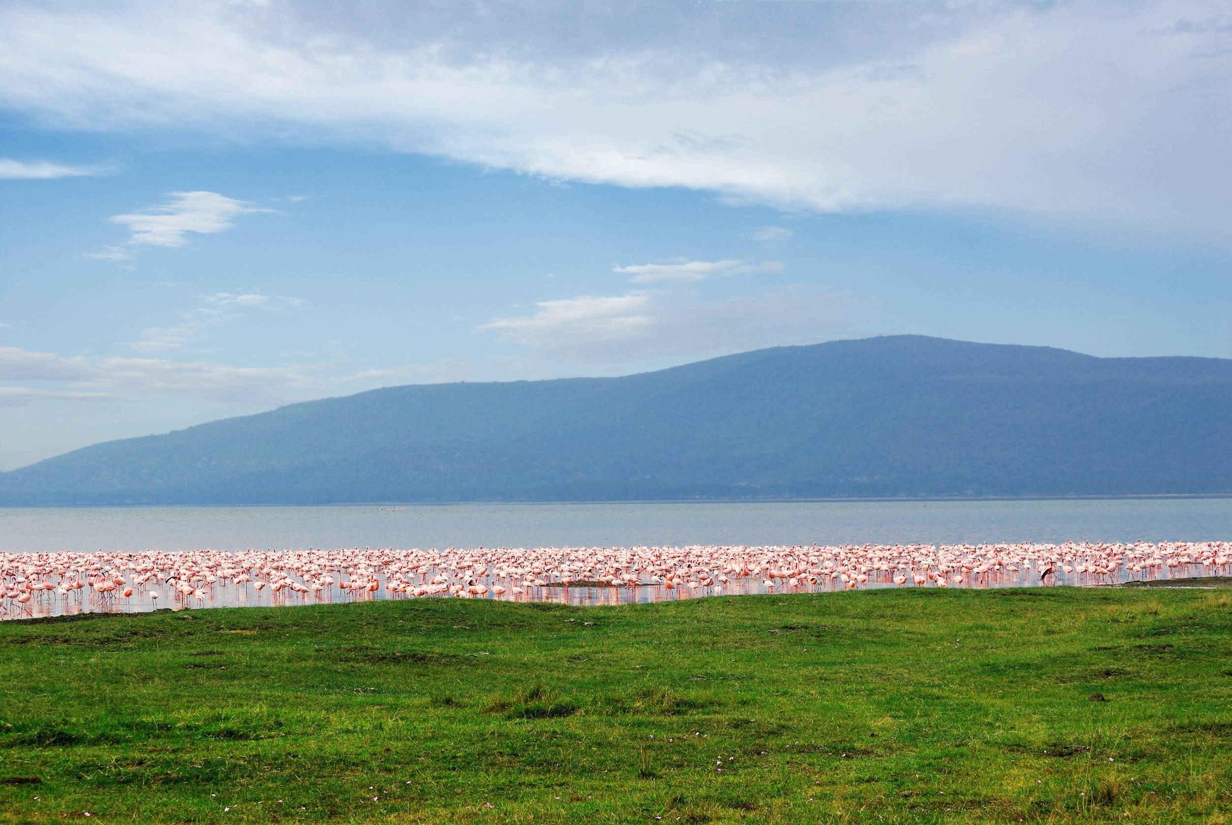 Rose Flamingo Nakuru Lake Nationalpark Kenia