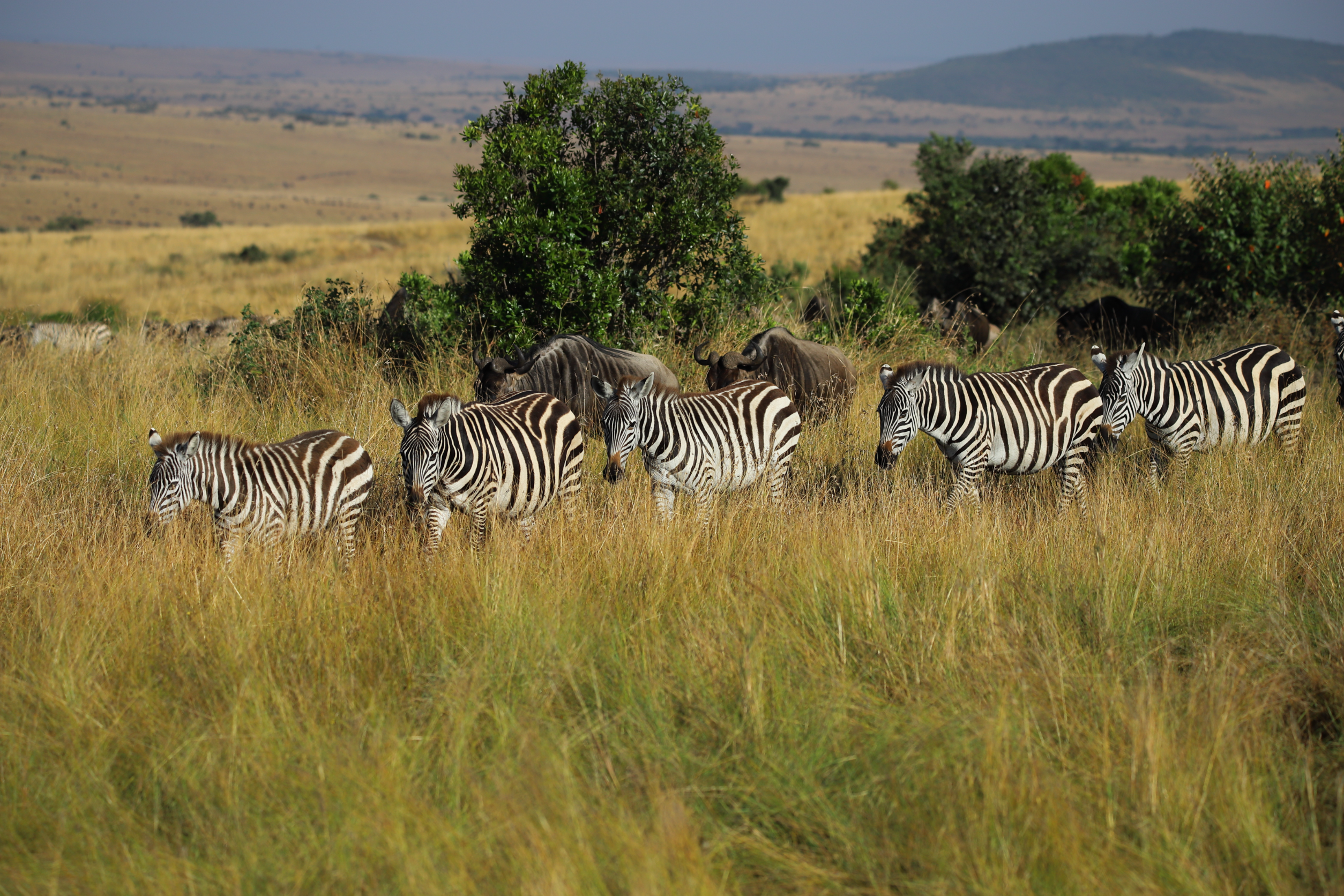 Unforgettable 1-Week Uganda Adventure