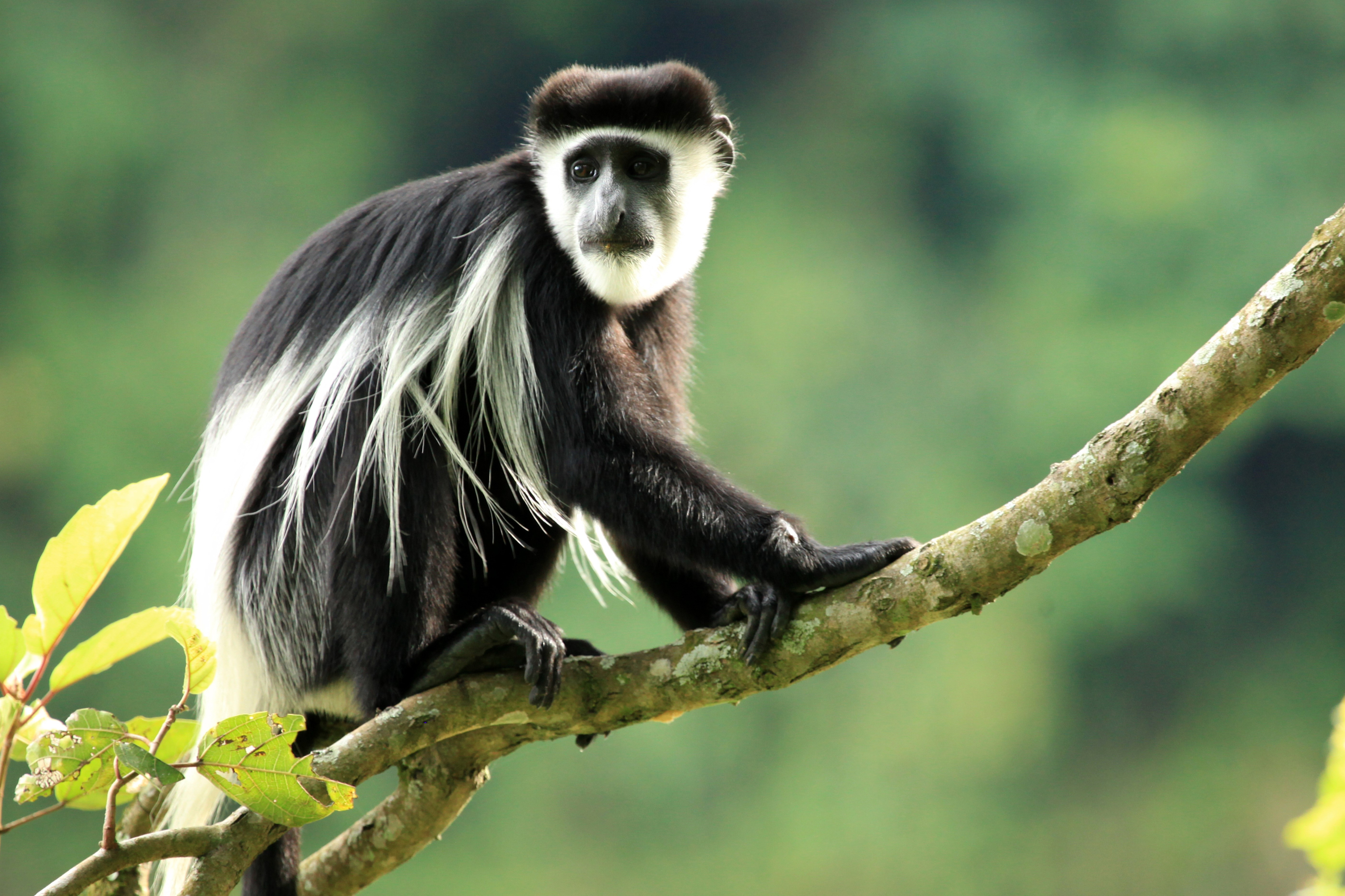 Unforgettable 1-Week Uganda Adventure