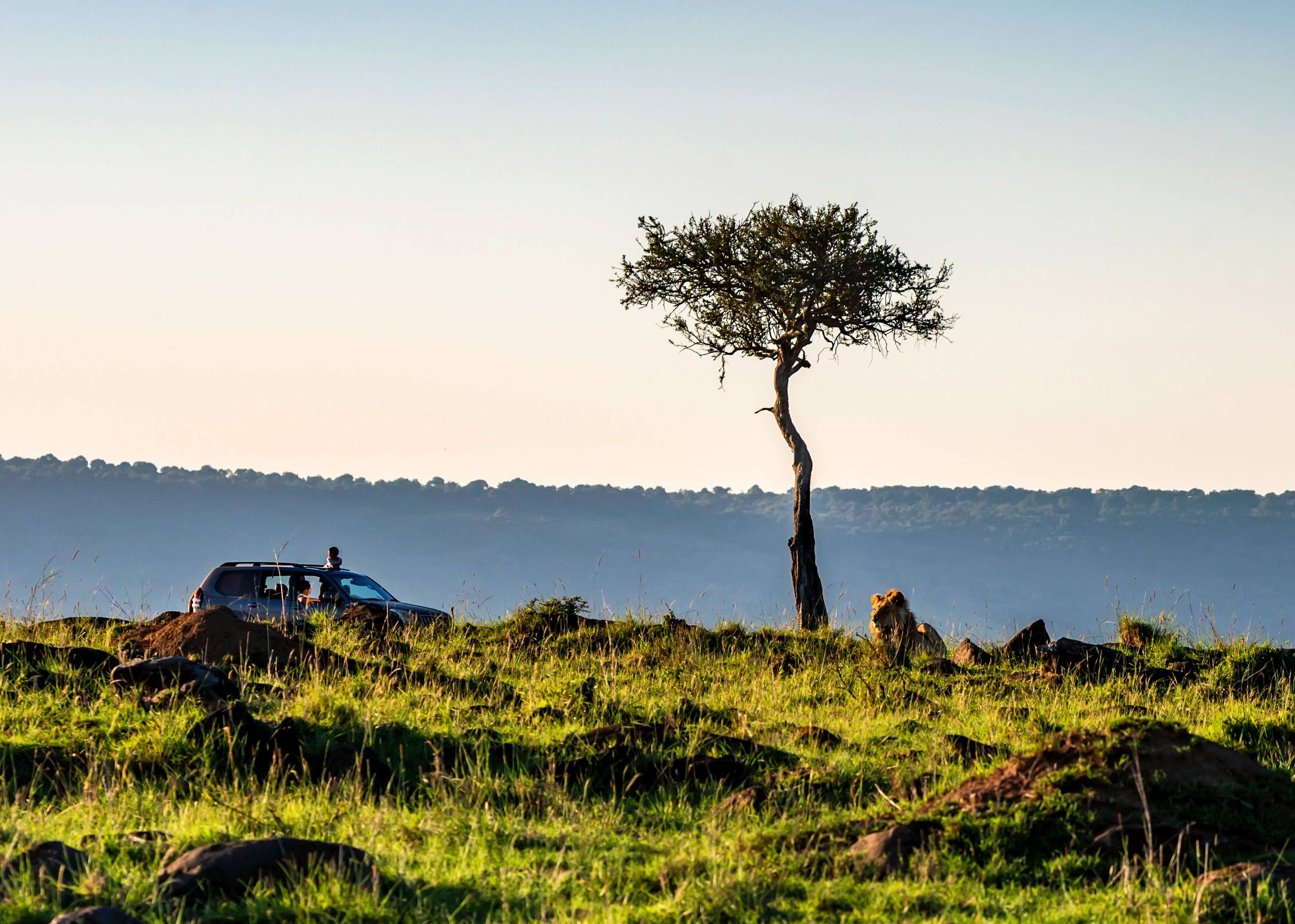 Safari-Ansicht mit LKW und Löwe in Kenia