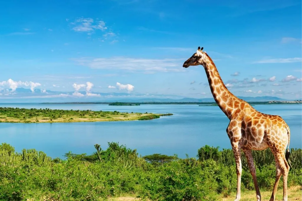 About Uganda Tourism Board