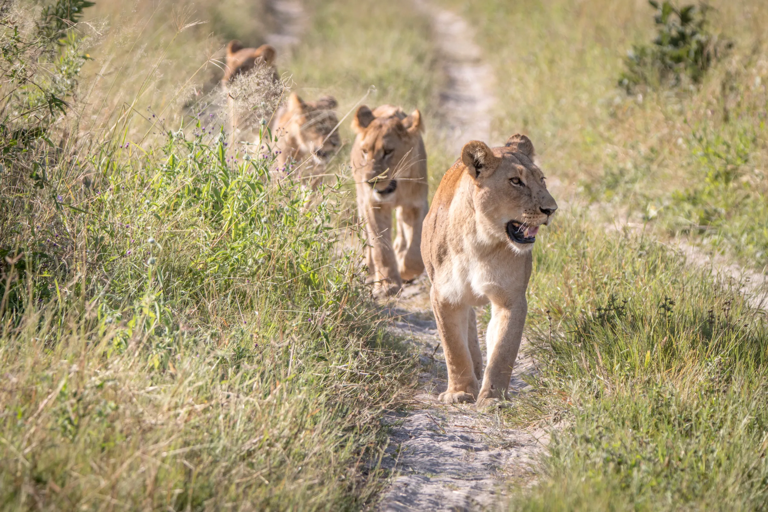 Masai Mara National Reserve