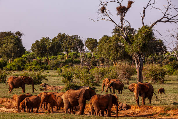 Visiting Tsavo National Parks
