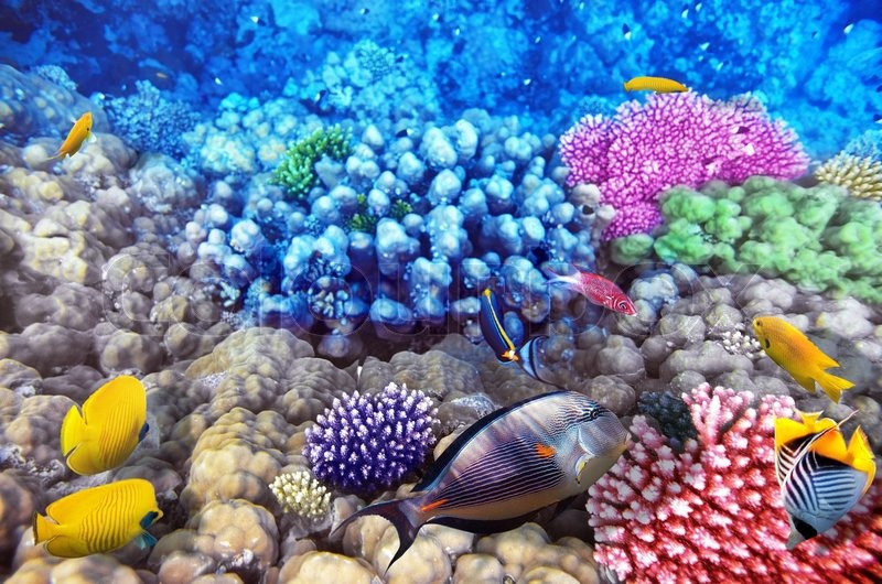 Snorkeling at Watamu Marine National Park