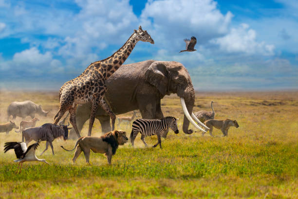 Fauna selvatica e conservazione