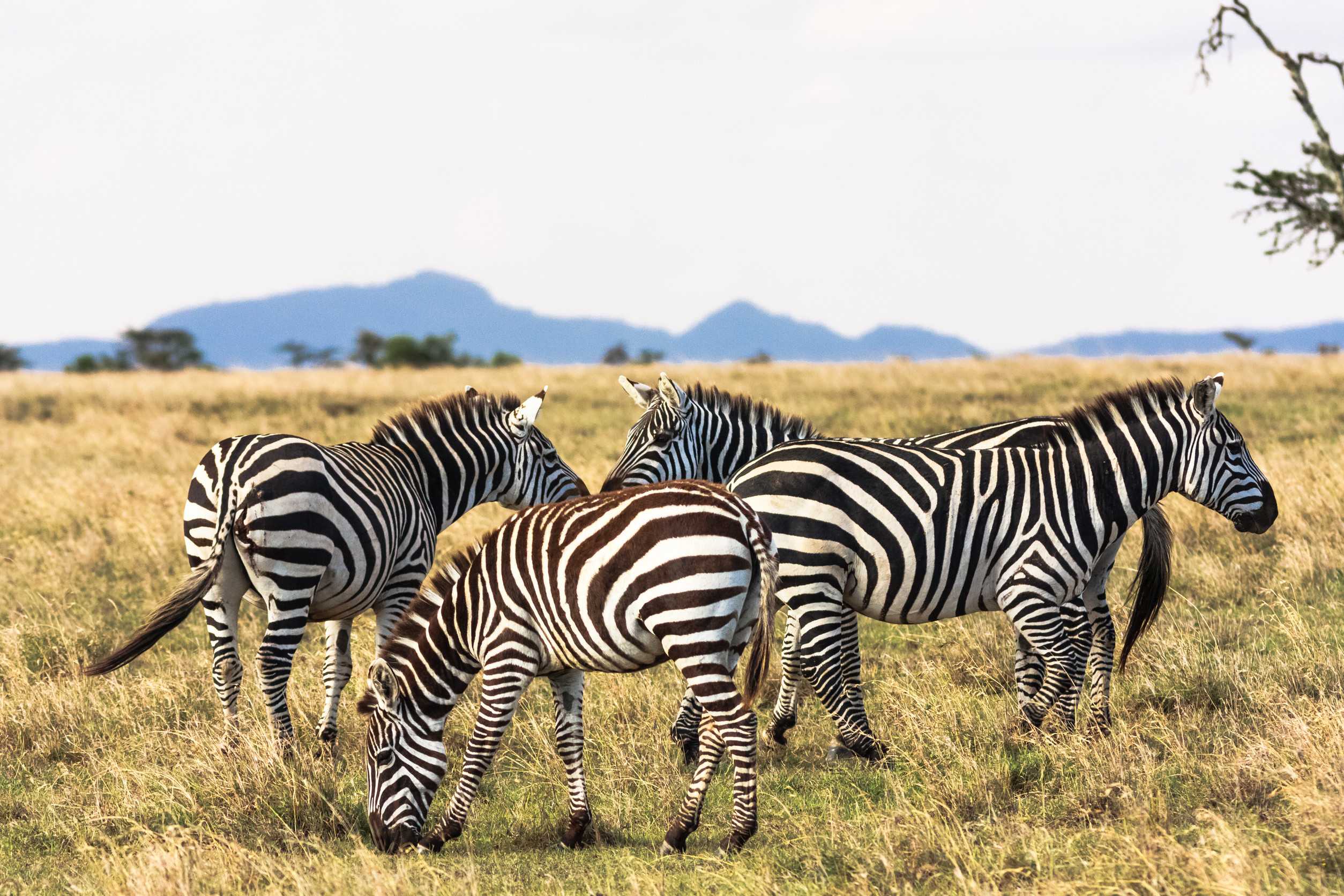 Zebras in der Savanne Zebra kommunizieren Masai Mara Kenia
